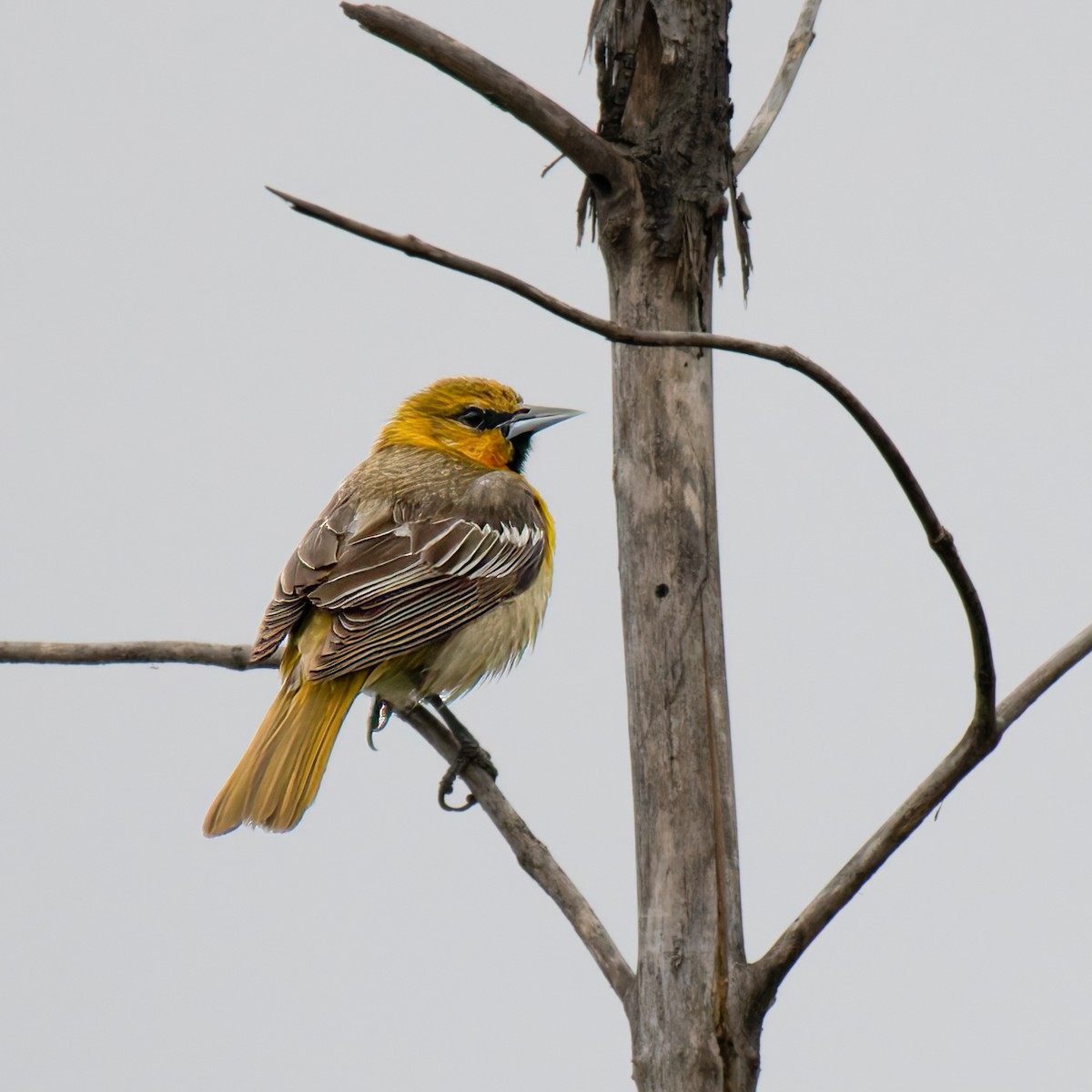 Bullock's Oriole - Lynzie Flynn