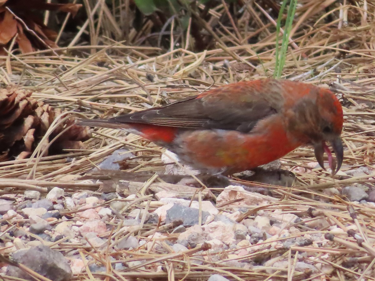 Red Crossbill - Ursula  Mitra