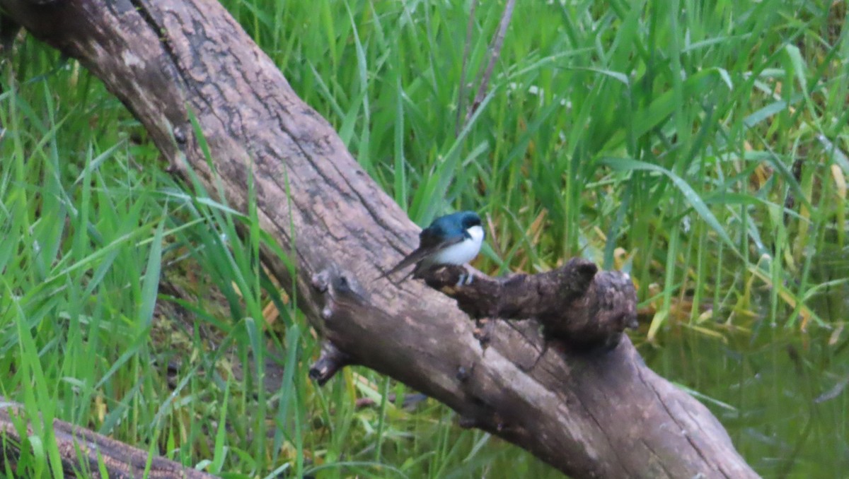 Tree Swallow - ML619651354