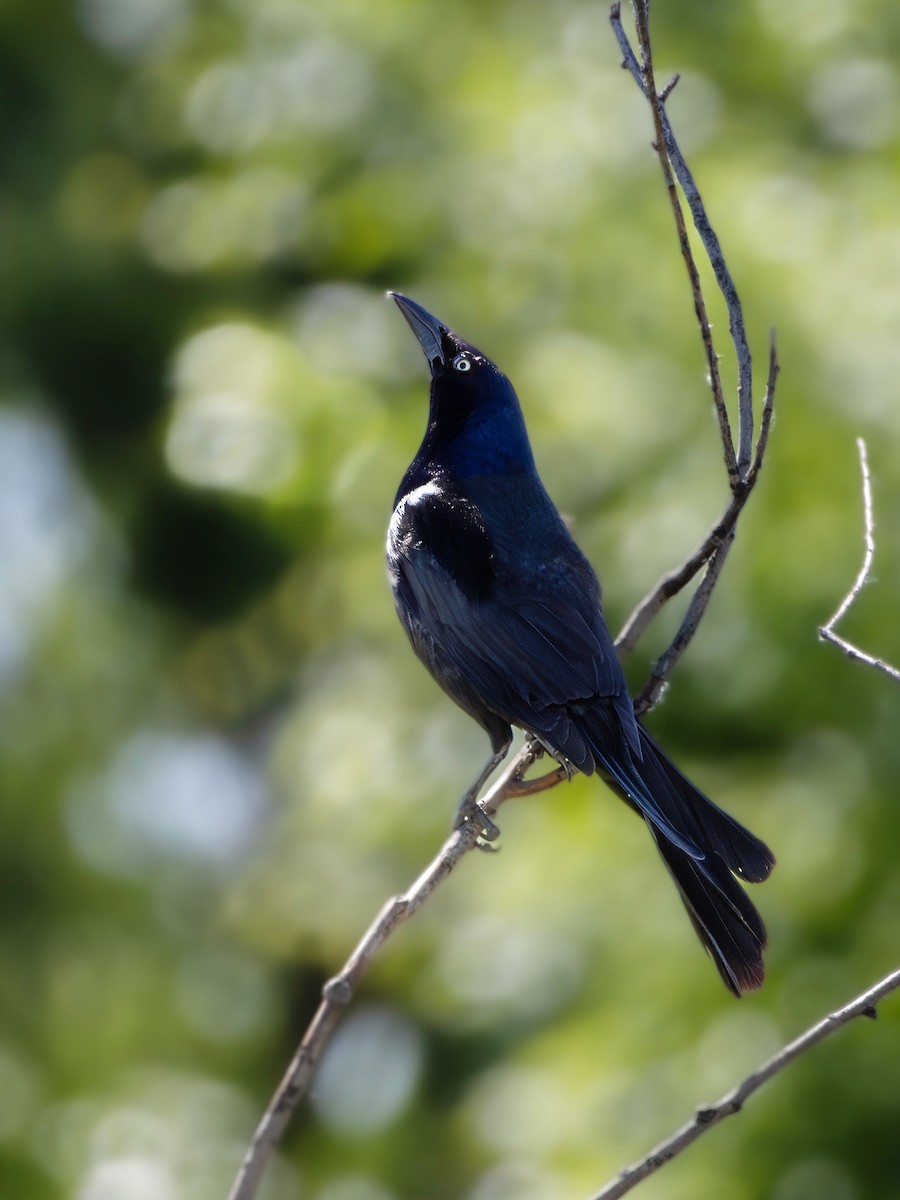 Common Grackle - ML619651360