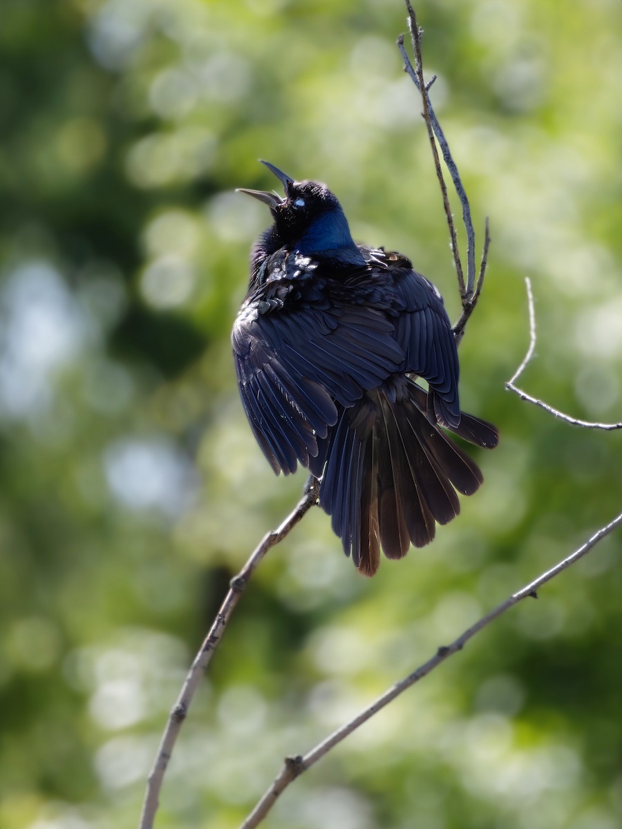 Common Grackle - ML619651361