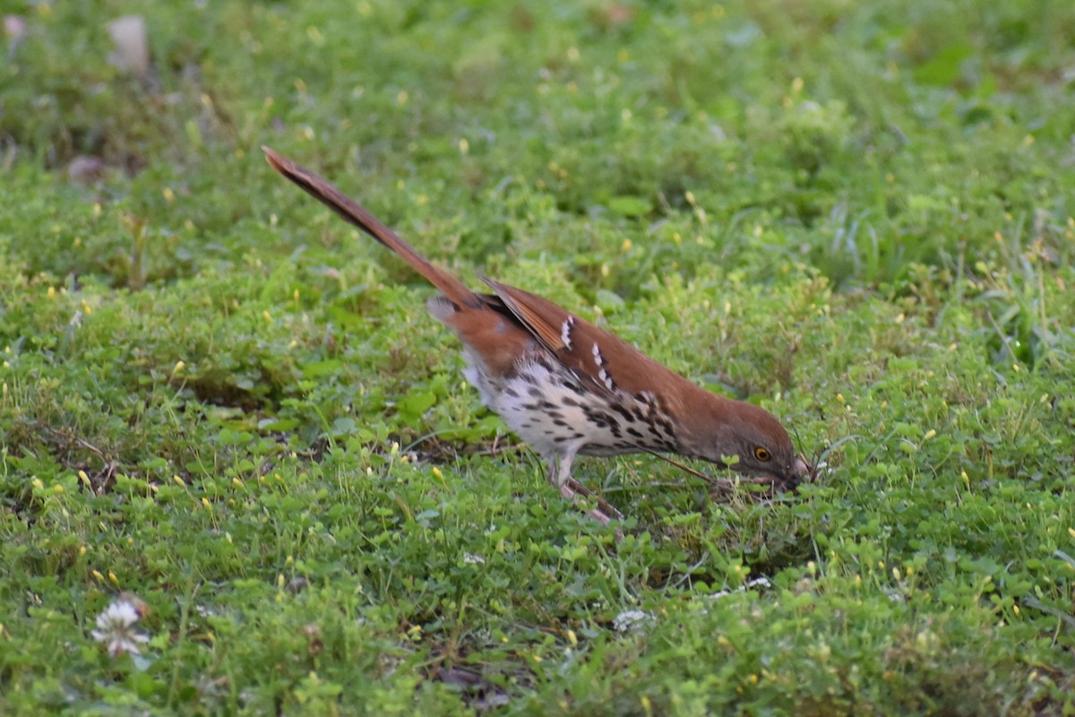 Brown Thrasher - Claire H