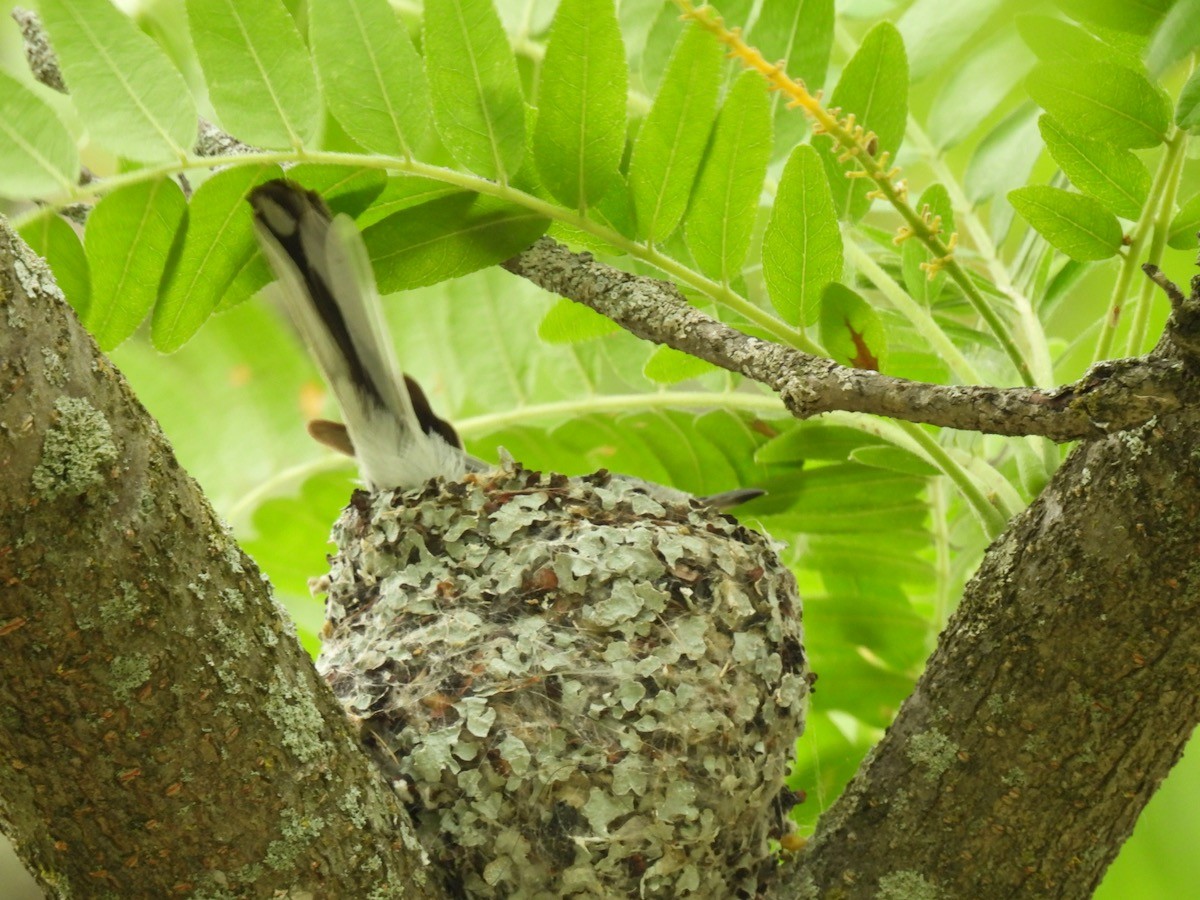 Blue-gray Gnatcatcher - Bruce Moorman