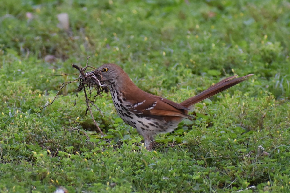 Brown Thrasher - Claire H