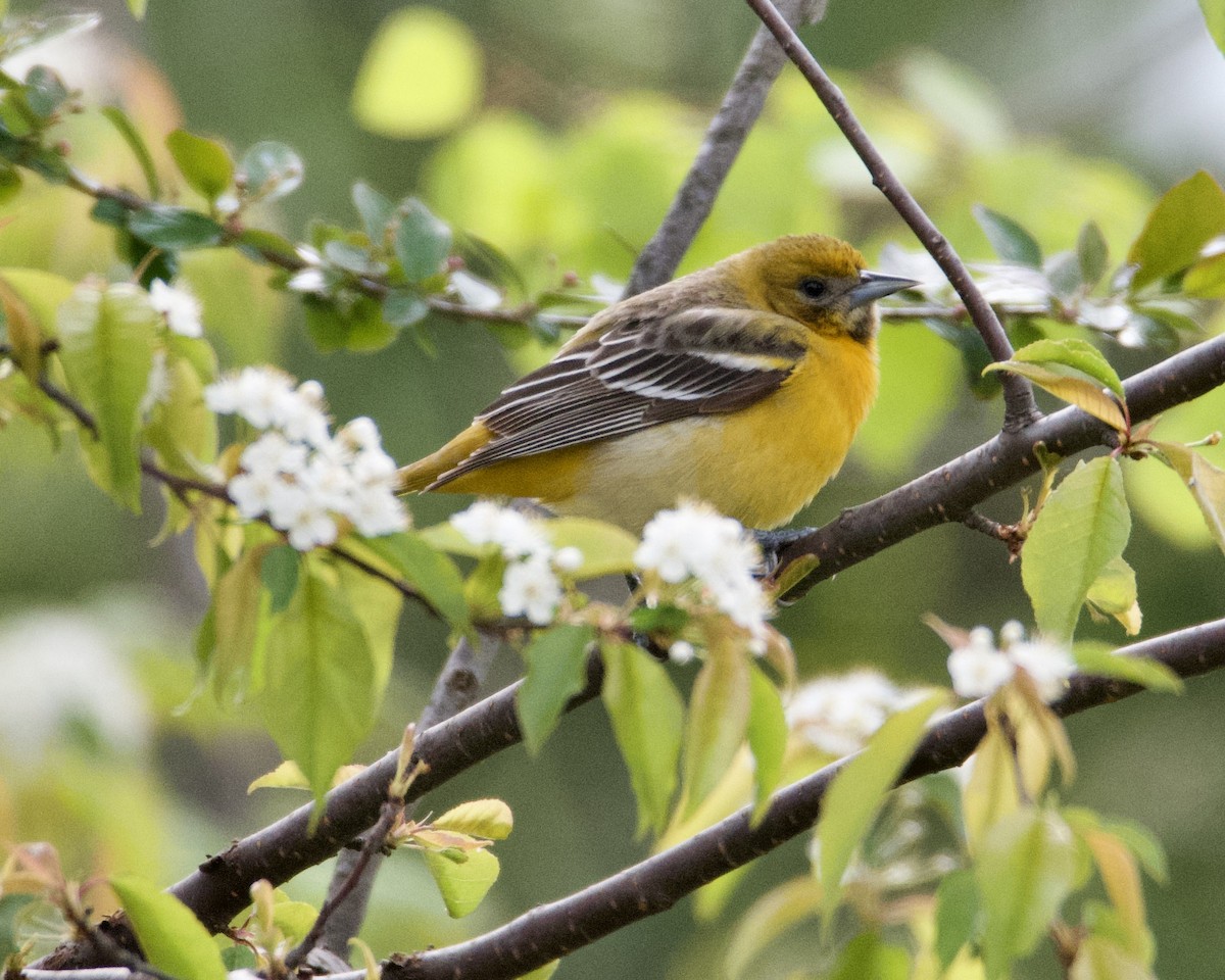 Baltimore Oriole - Larry Waddell