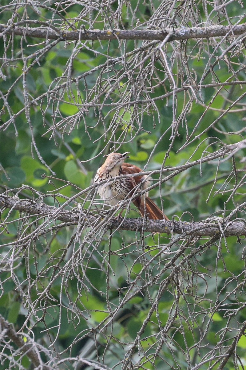 Brown Thrasher - Anonymous