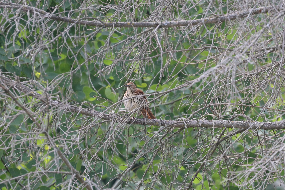 Brown Thrasher - Anonymous