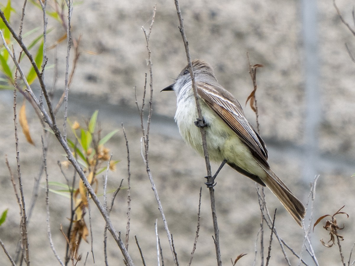 Ash-throated Flycatcher - Steven Hunter