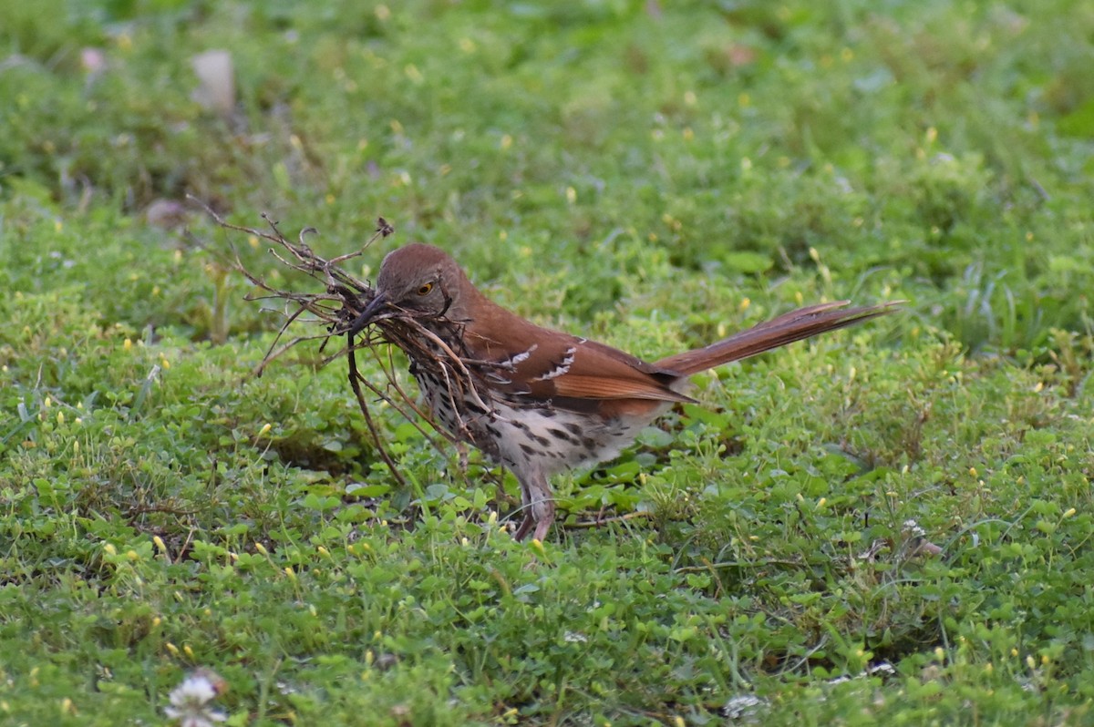 Brown Thrasher - Claire H