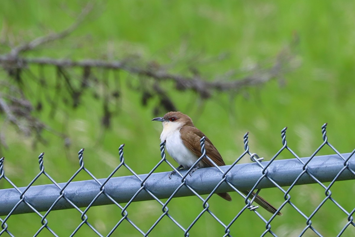 Black-billed Cuckoo - Nolan Kerr