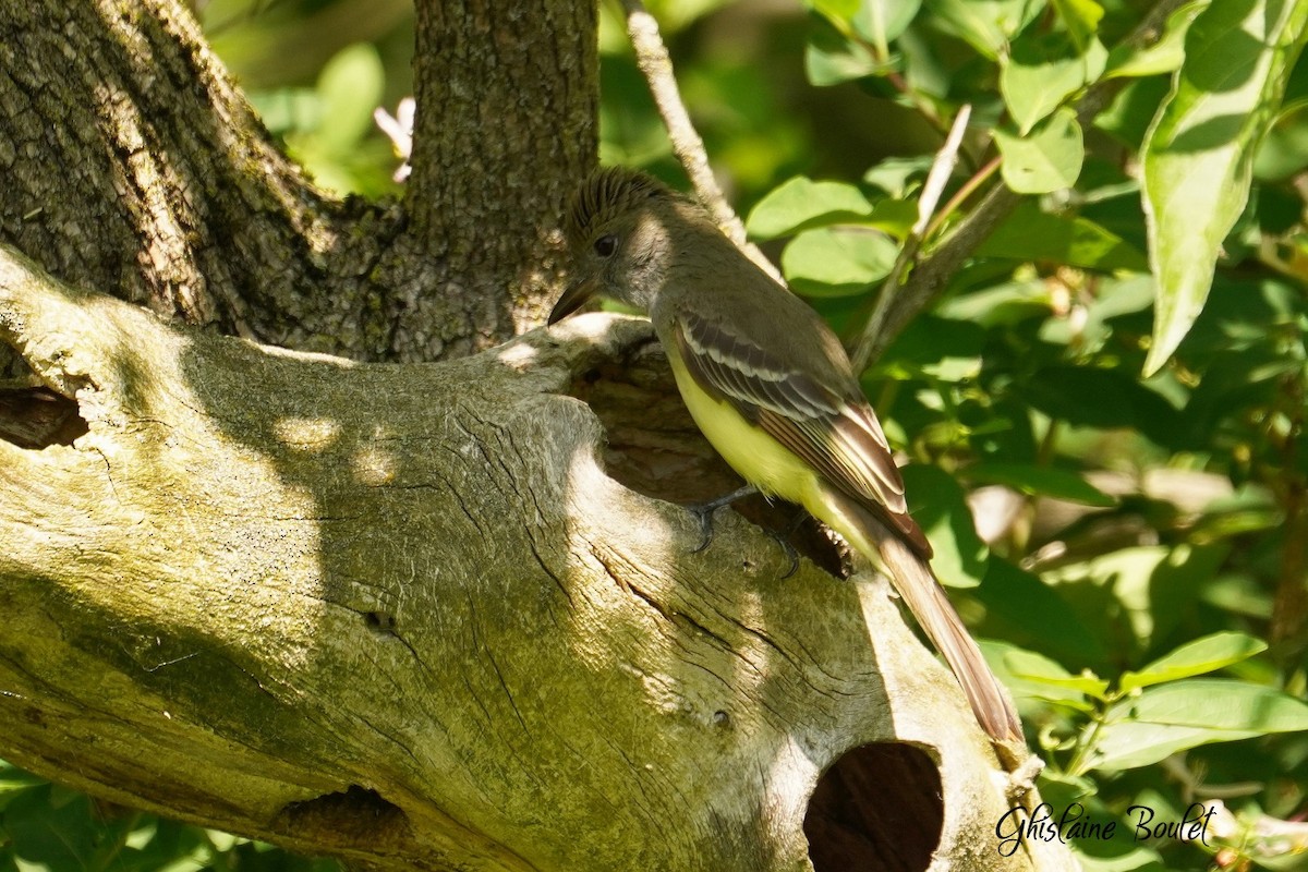 Great Crested Flycatcher - ML619651410