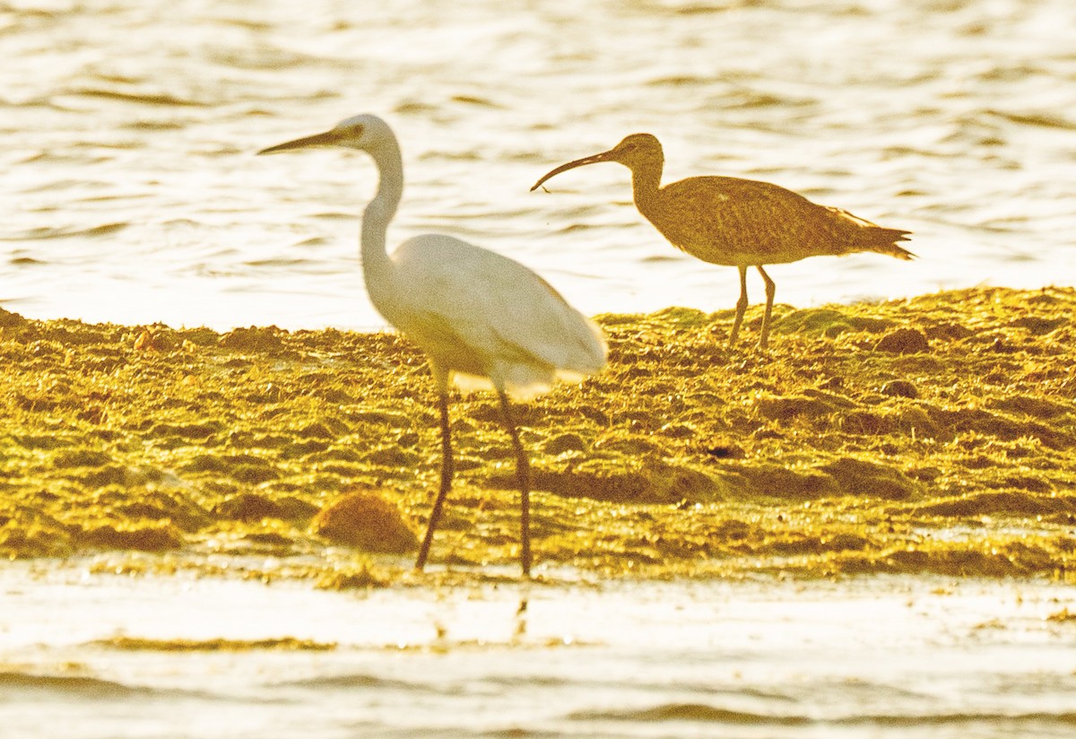 Whimbrel - John Daniel