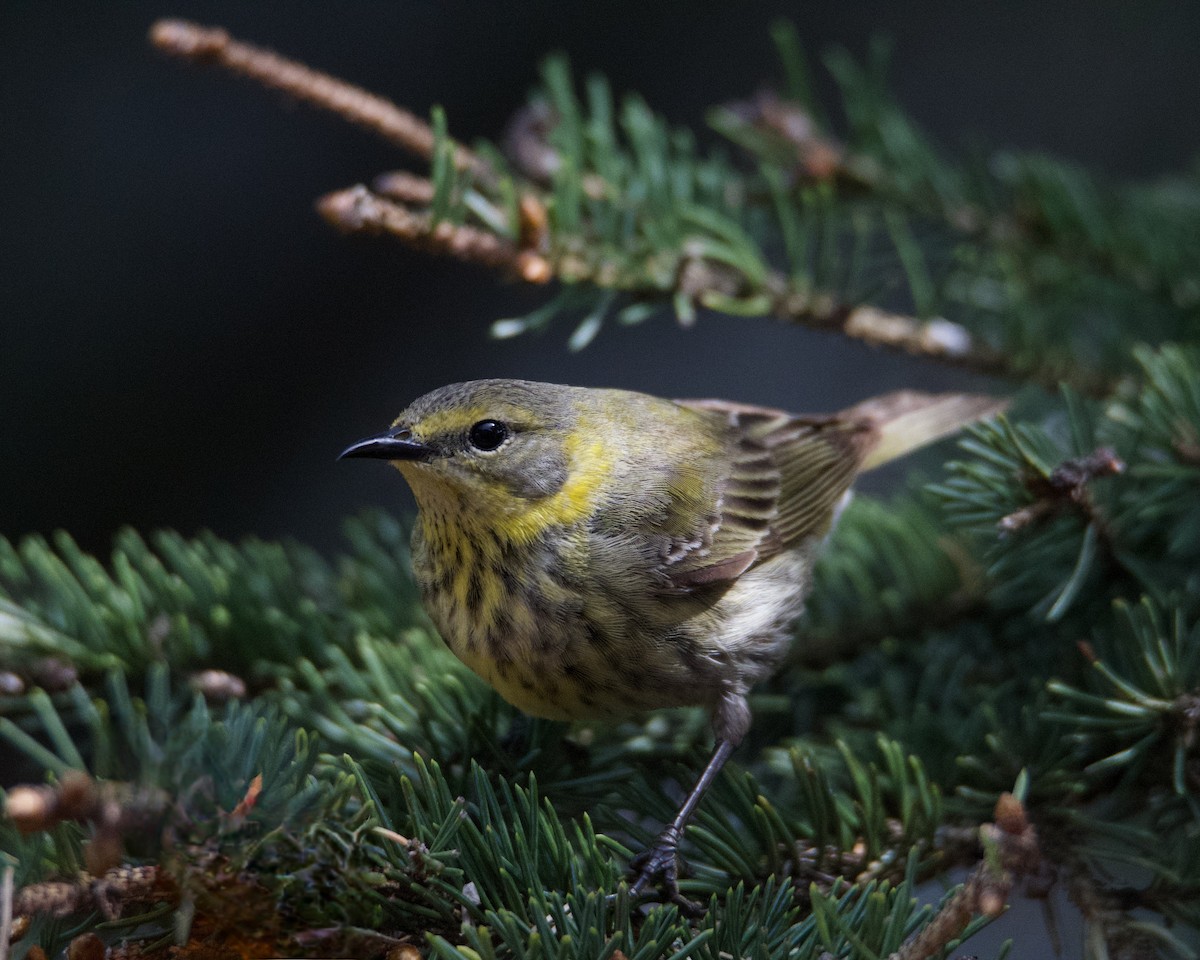 Cape May Warbler - Larry Waddell