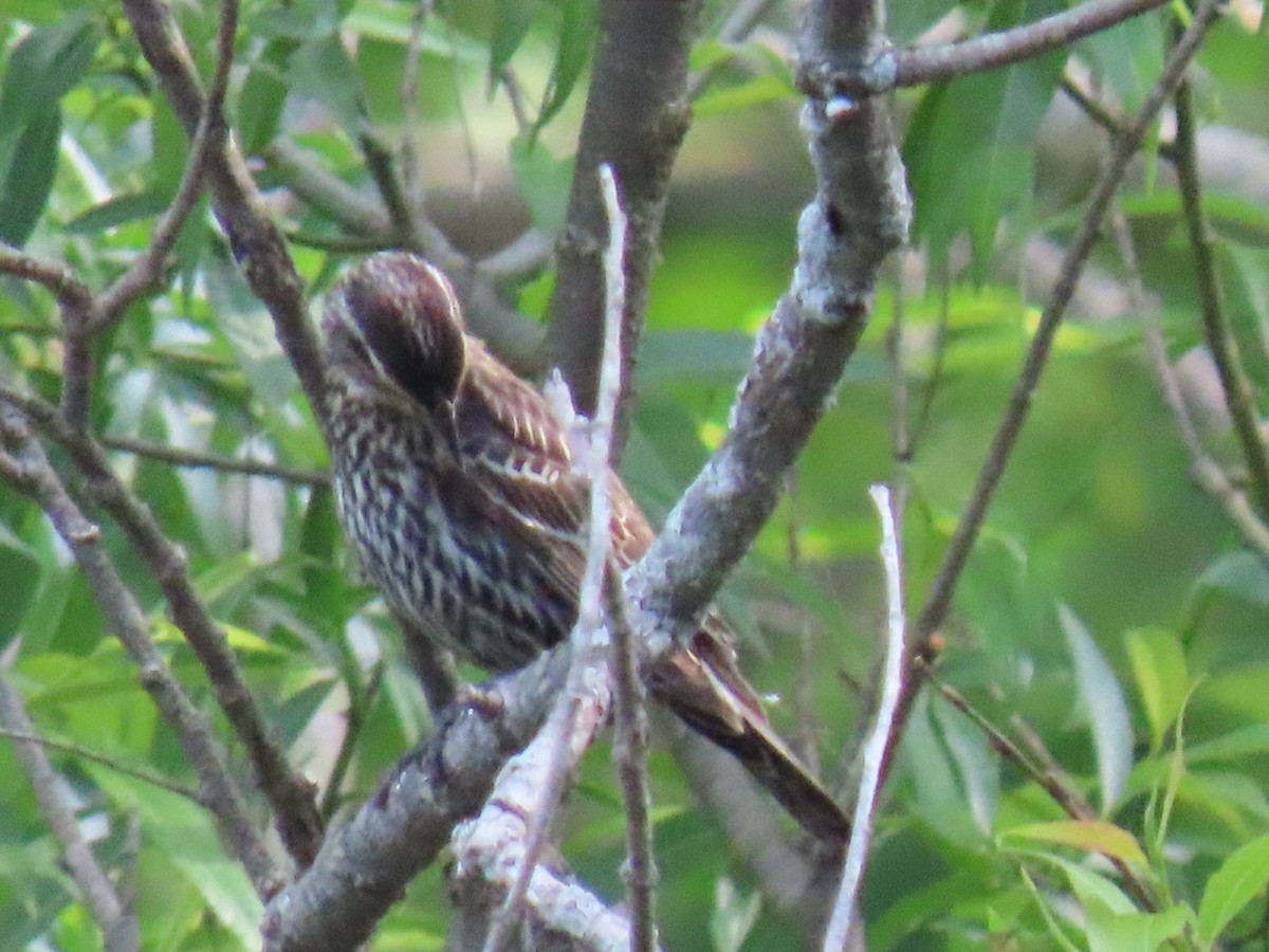 Red-winged Blackbird - ML619651420