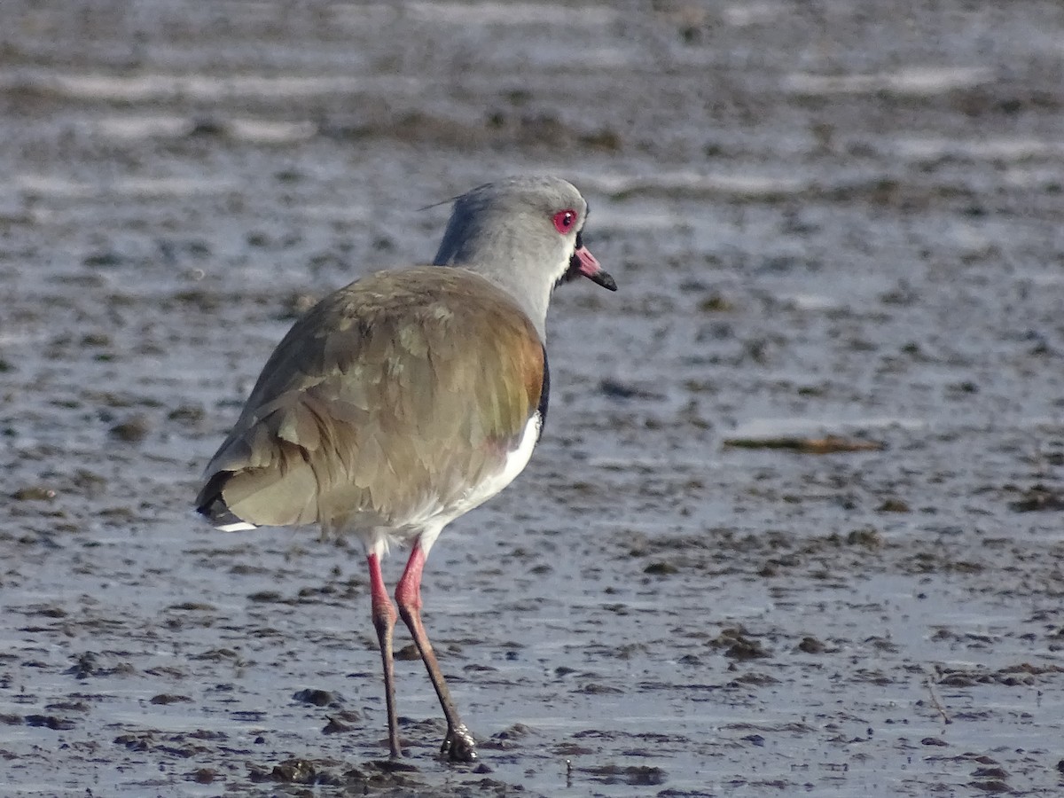 Southern Lapwing - ML619651424