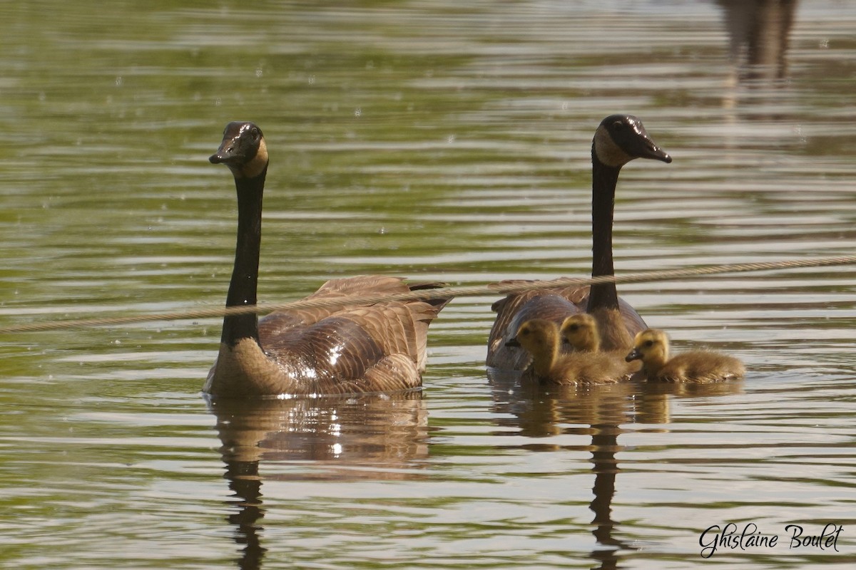 Canada Goose - ML619651429