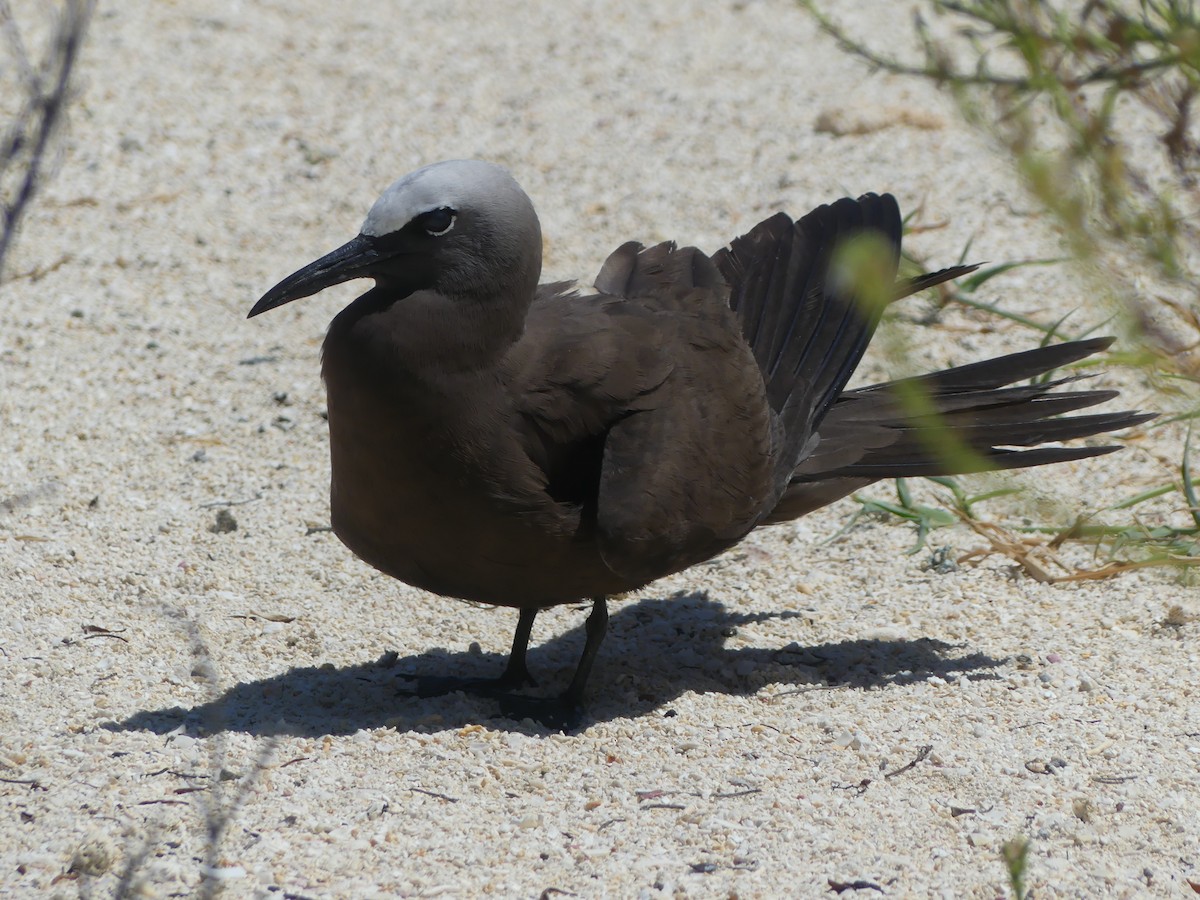 Brown Noddy - Eric Plage