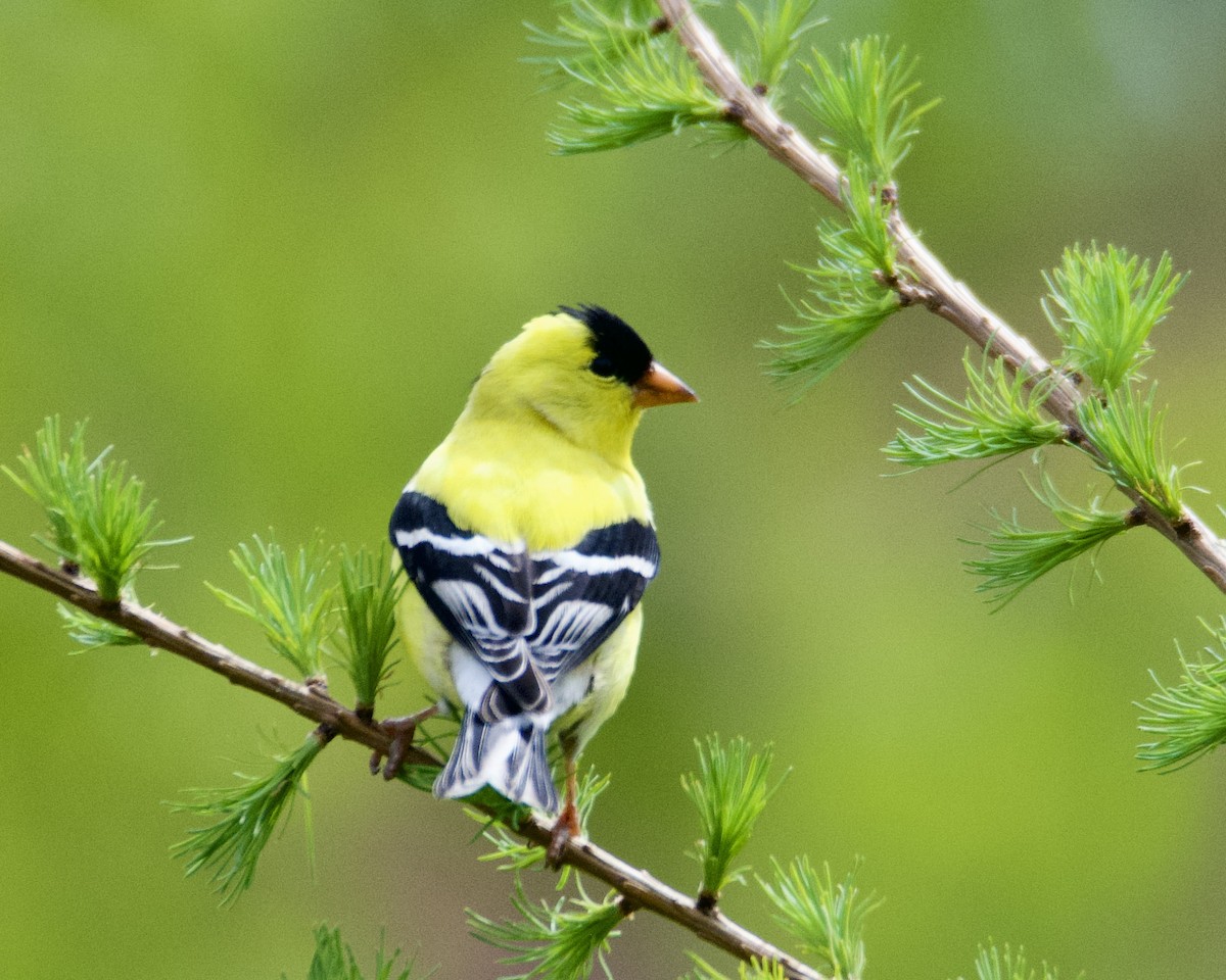 American Goldfinch - Larry Waddell