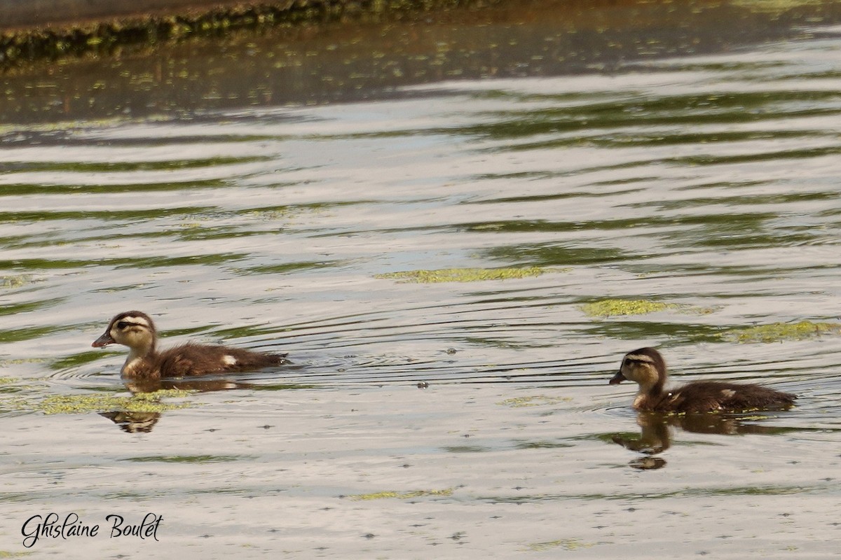 Wood Duck - ML619651438