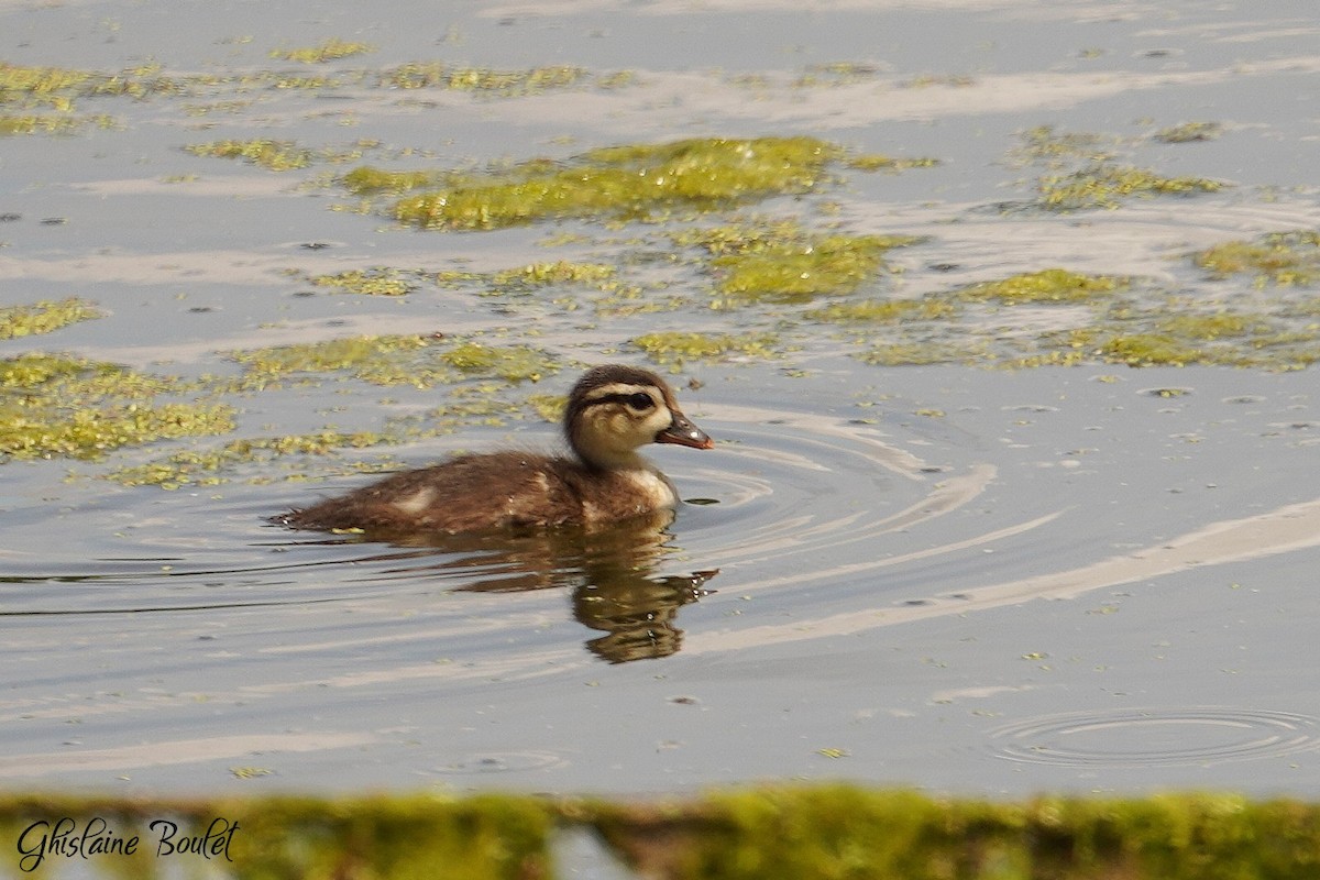 Wood Duck - ML619651439