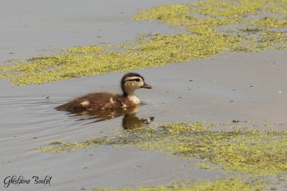 Wood Duck - ML619651440