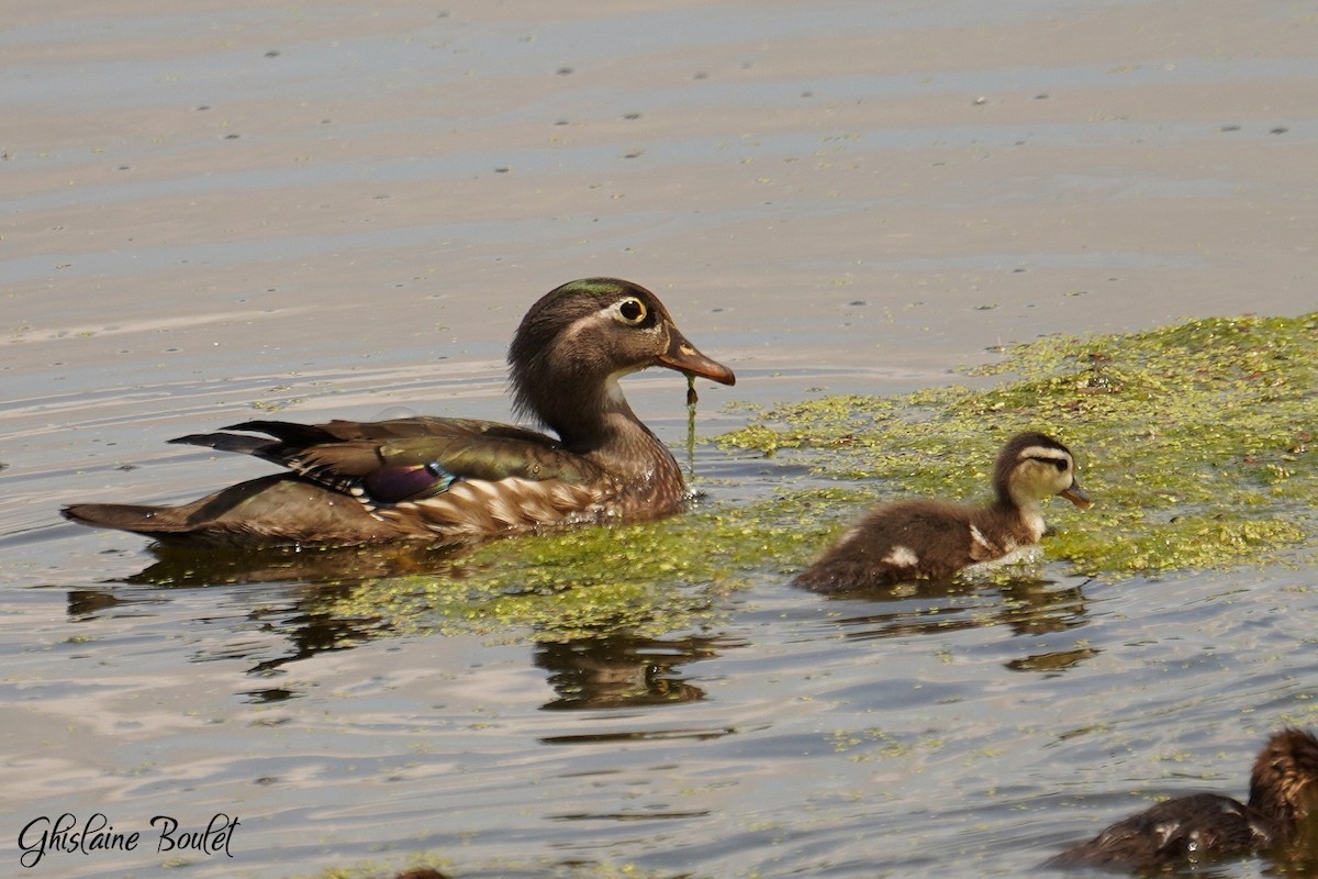 Wood Duck - ML619651441