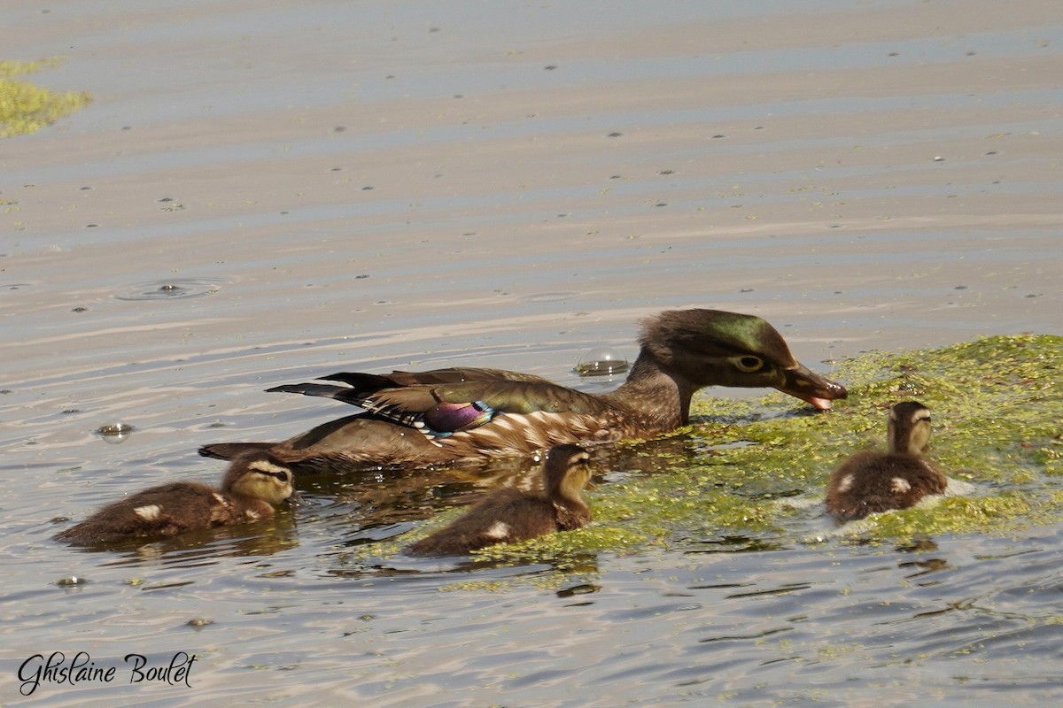 Wood Duck - ML619651443