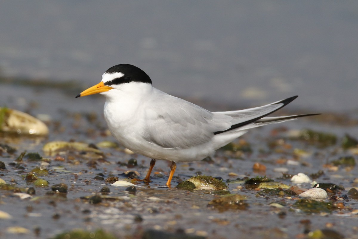 Least Tern - Alan Malina