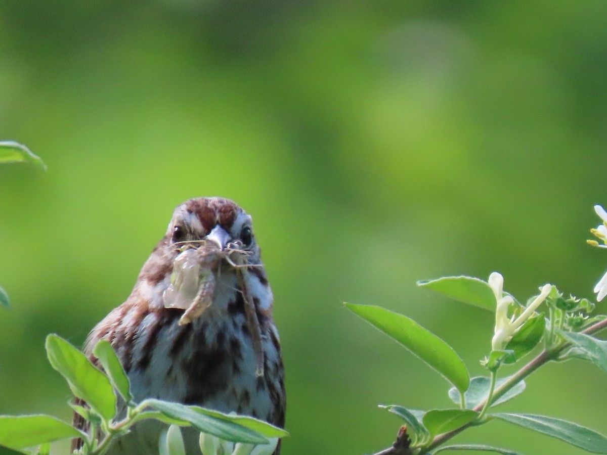 Song Sparrow - Ericka Albright