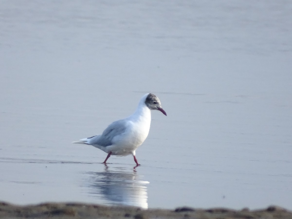 Brown-hooded Gull - ML619651459