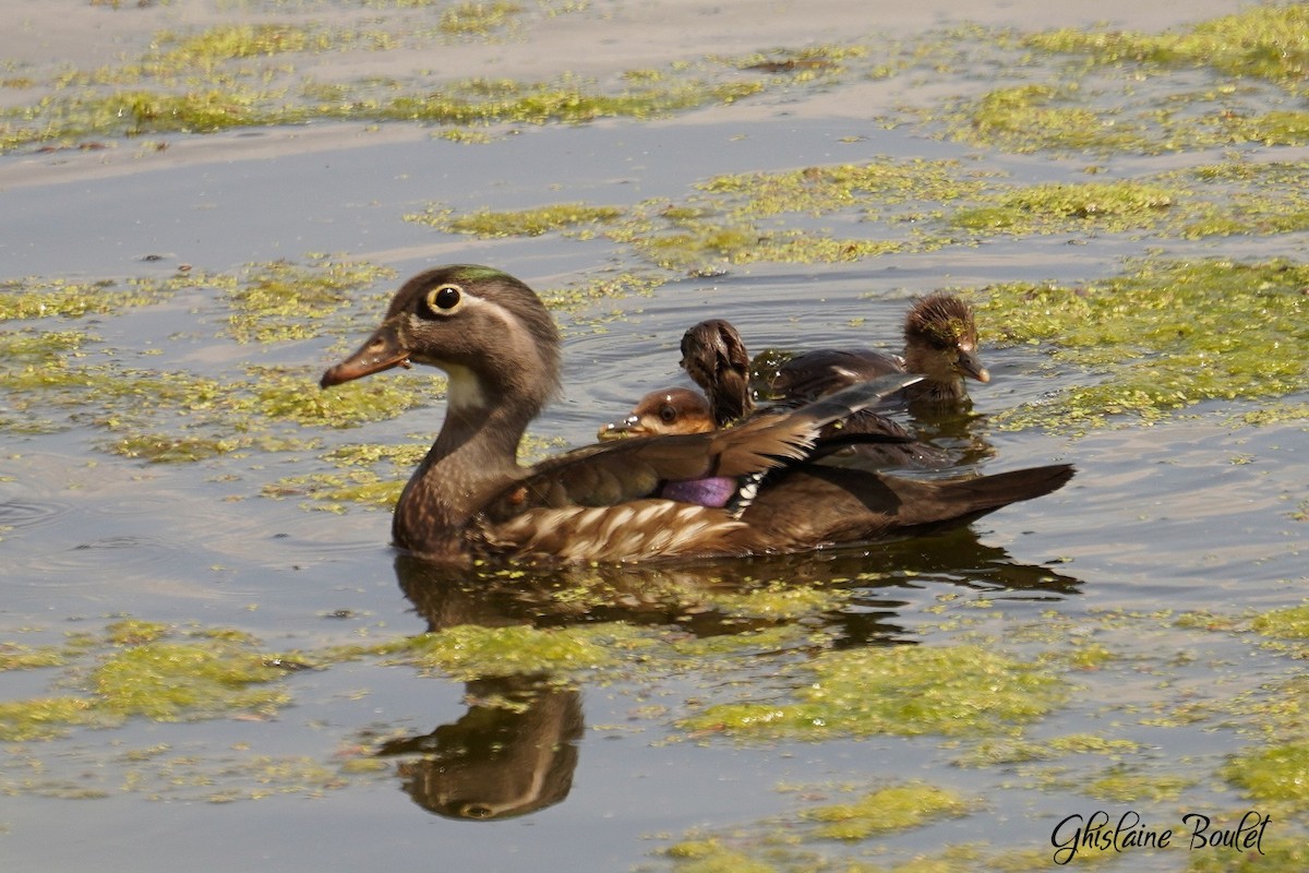 Hooded Merganser - Réal Boulet 🦆