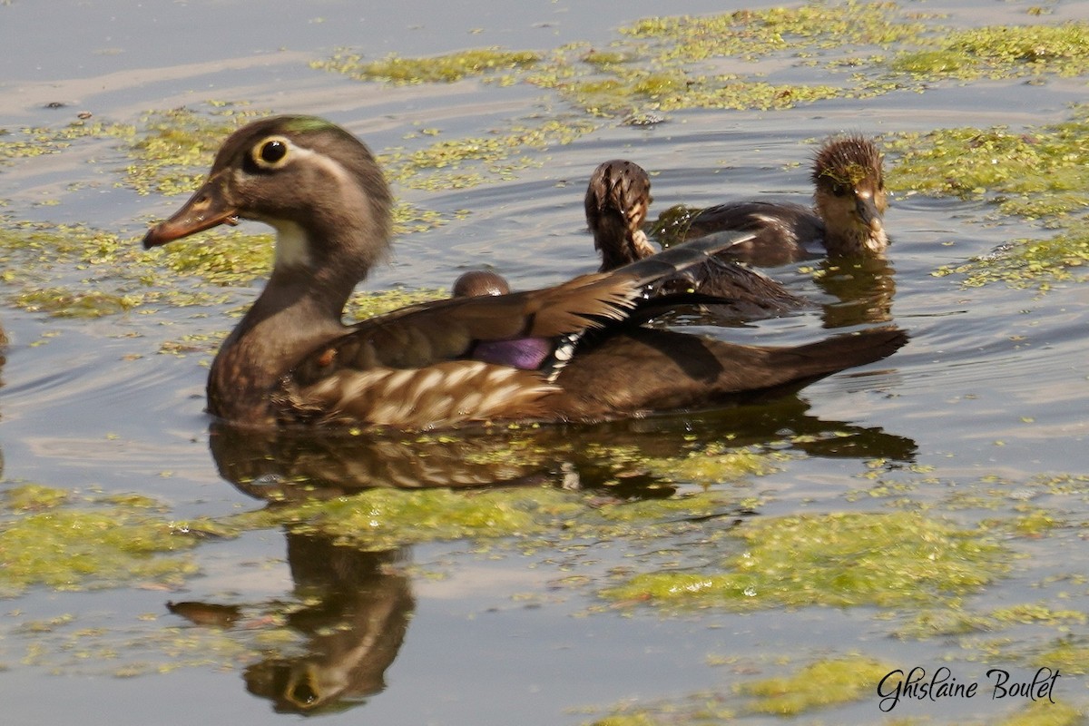 Hooded Merganser - Réal Boulet 🦆