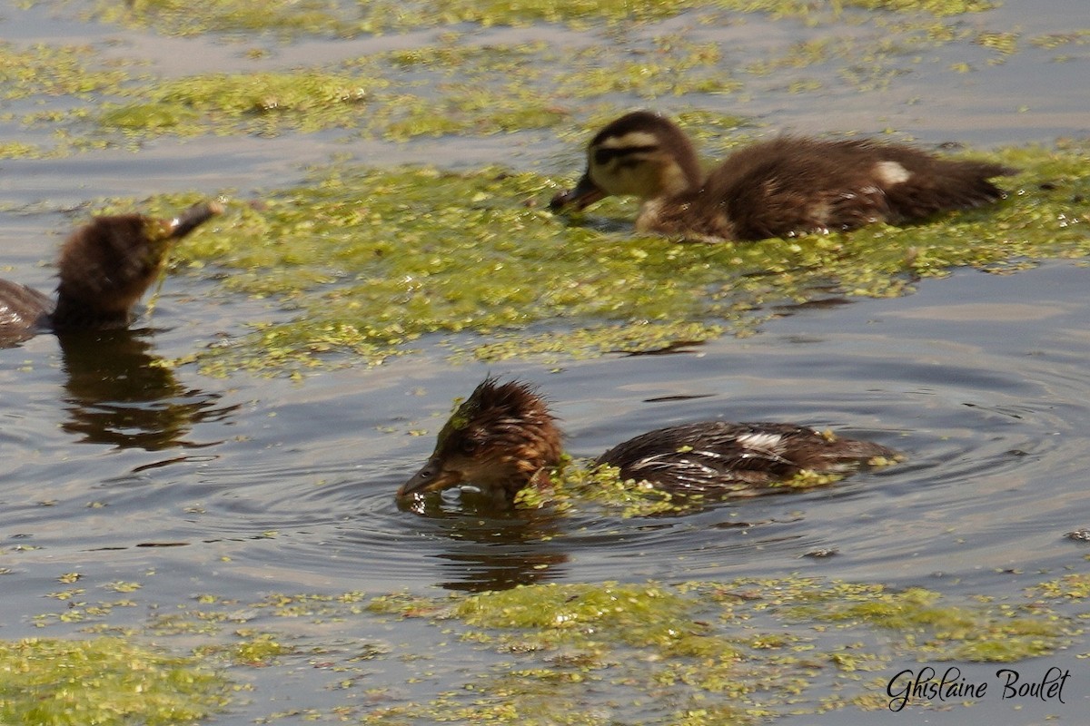 Hooded Merganser - Réal Boulet 🦆