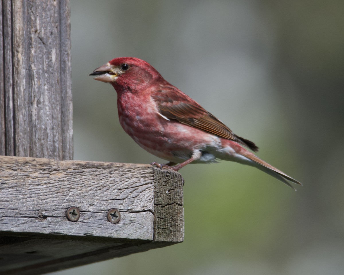 Purple Finch - Larry Waddell