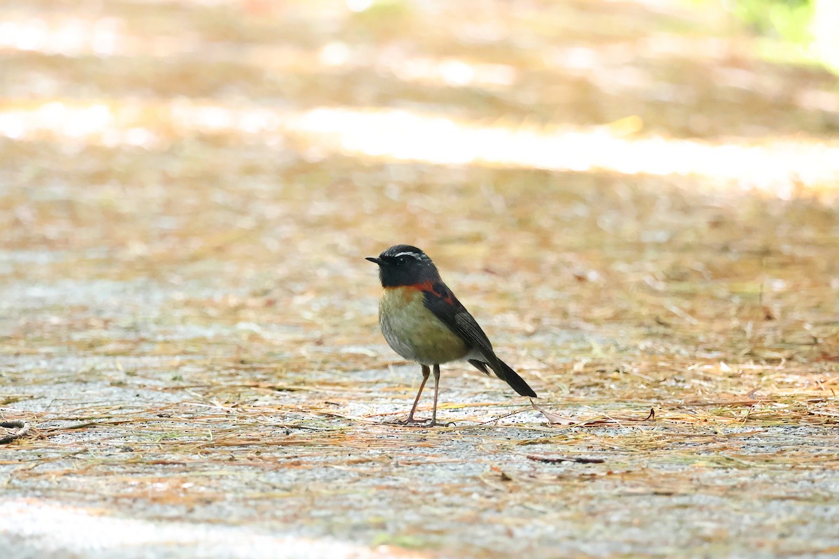 Collared Bush-Robin - ML619651476