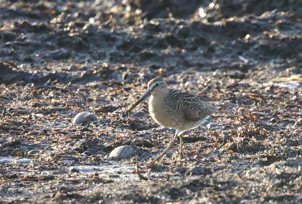 Short-billed Dowitcher - ML619651482