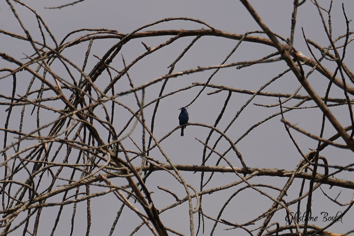 Passerin indigo - ML619651487