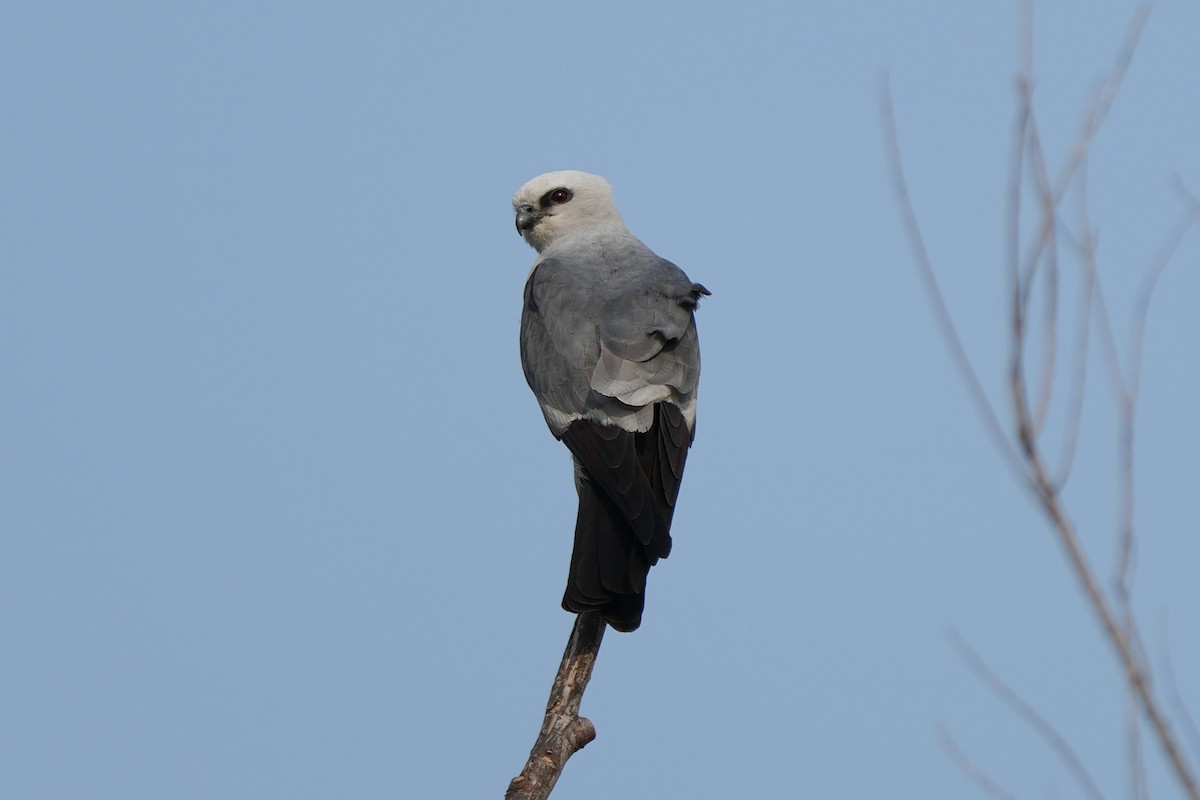 Mississippi Kite - Anonymous