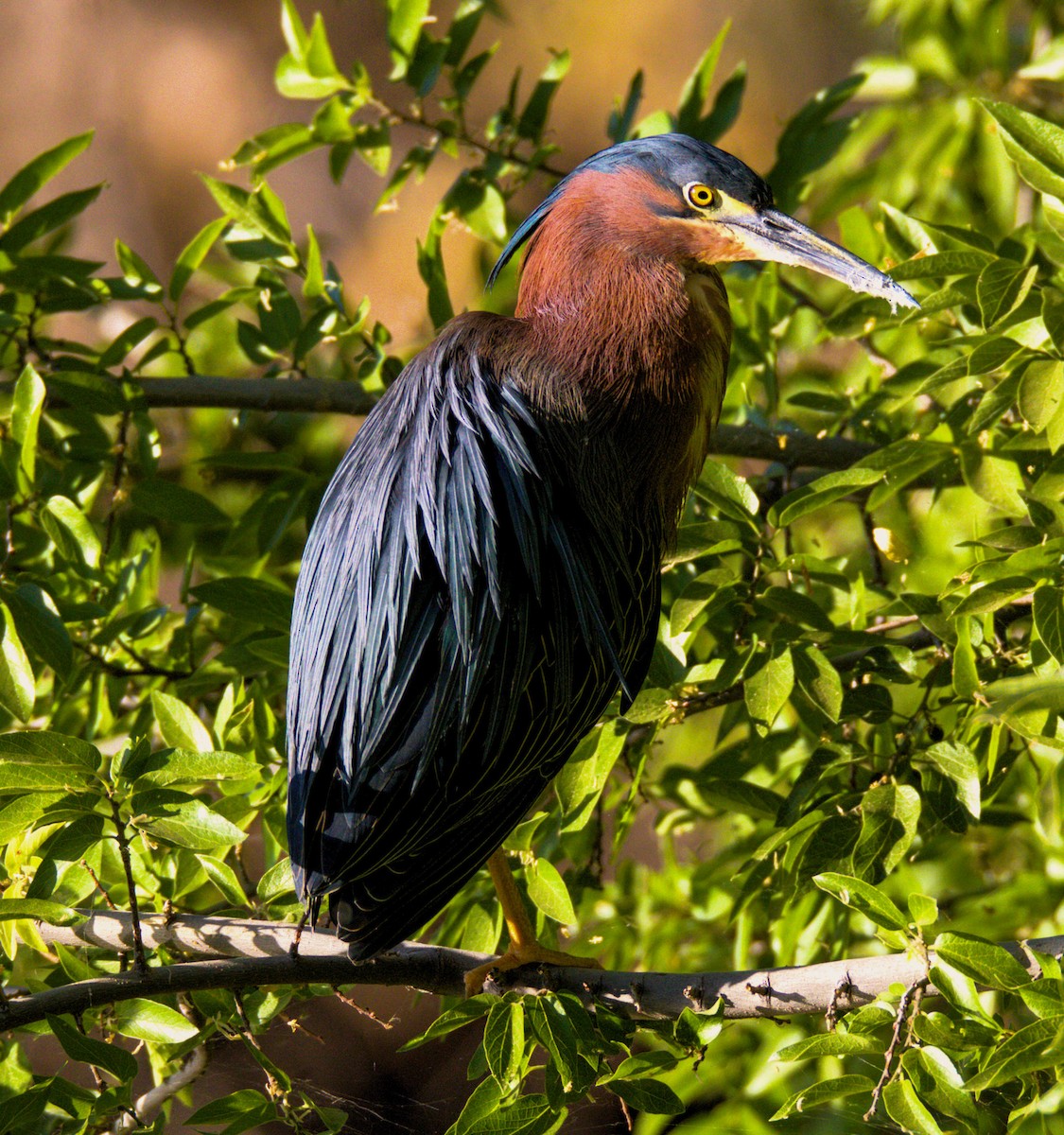 Green Heron - Don Carney