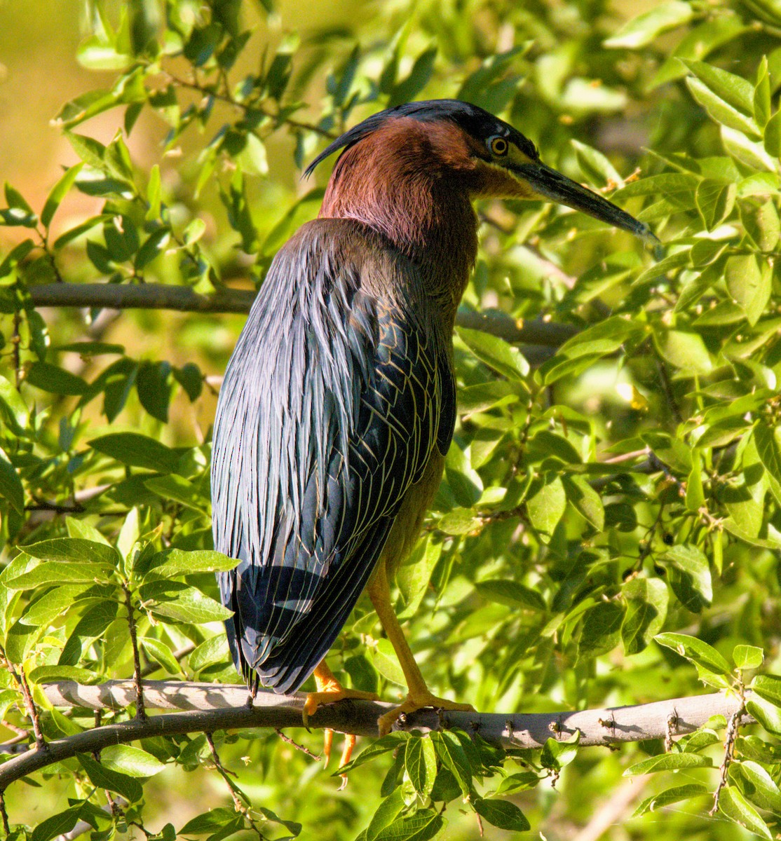 Green Heron - ML619651503