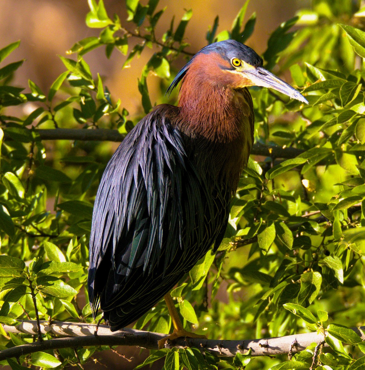 Green Heron - Don Carney