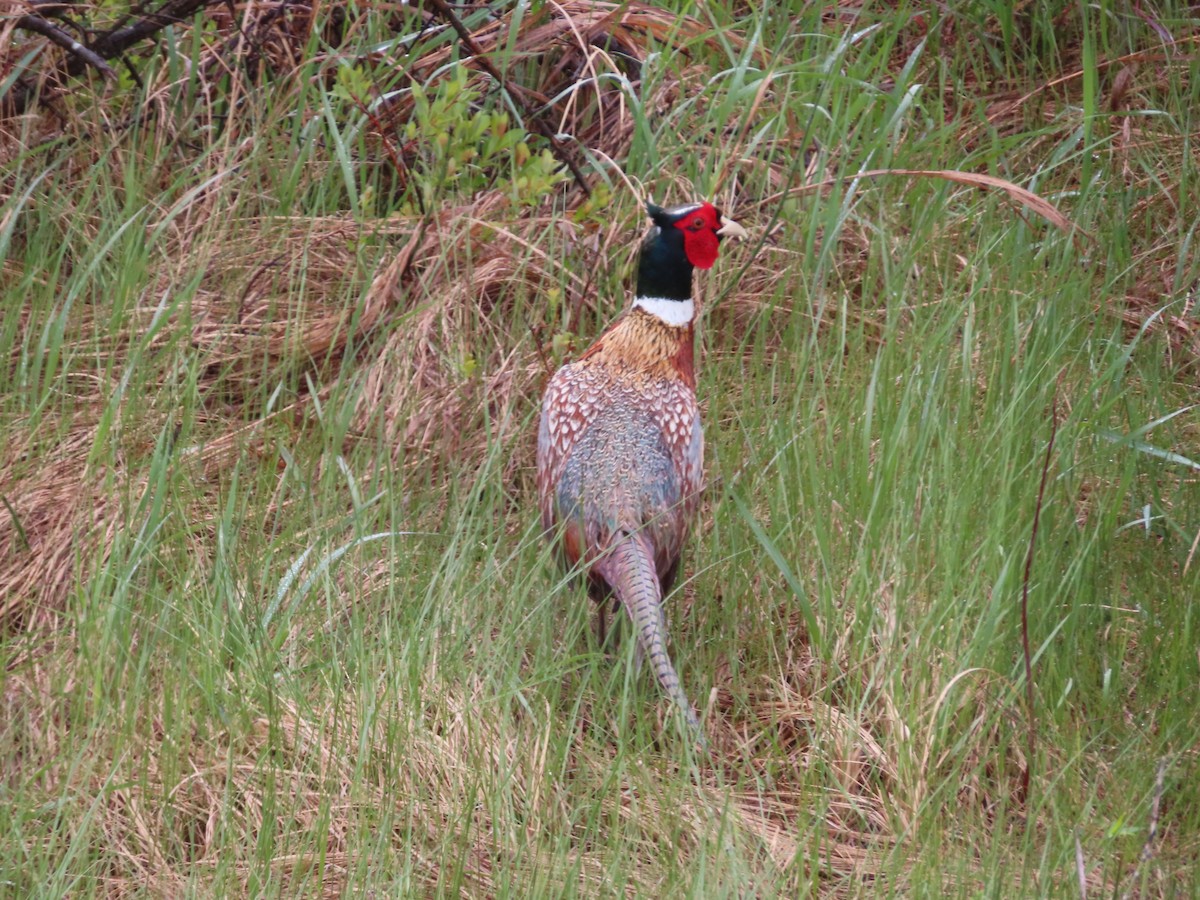 Ring-necked Pheasant - Rudolf Koes