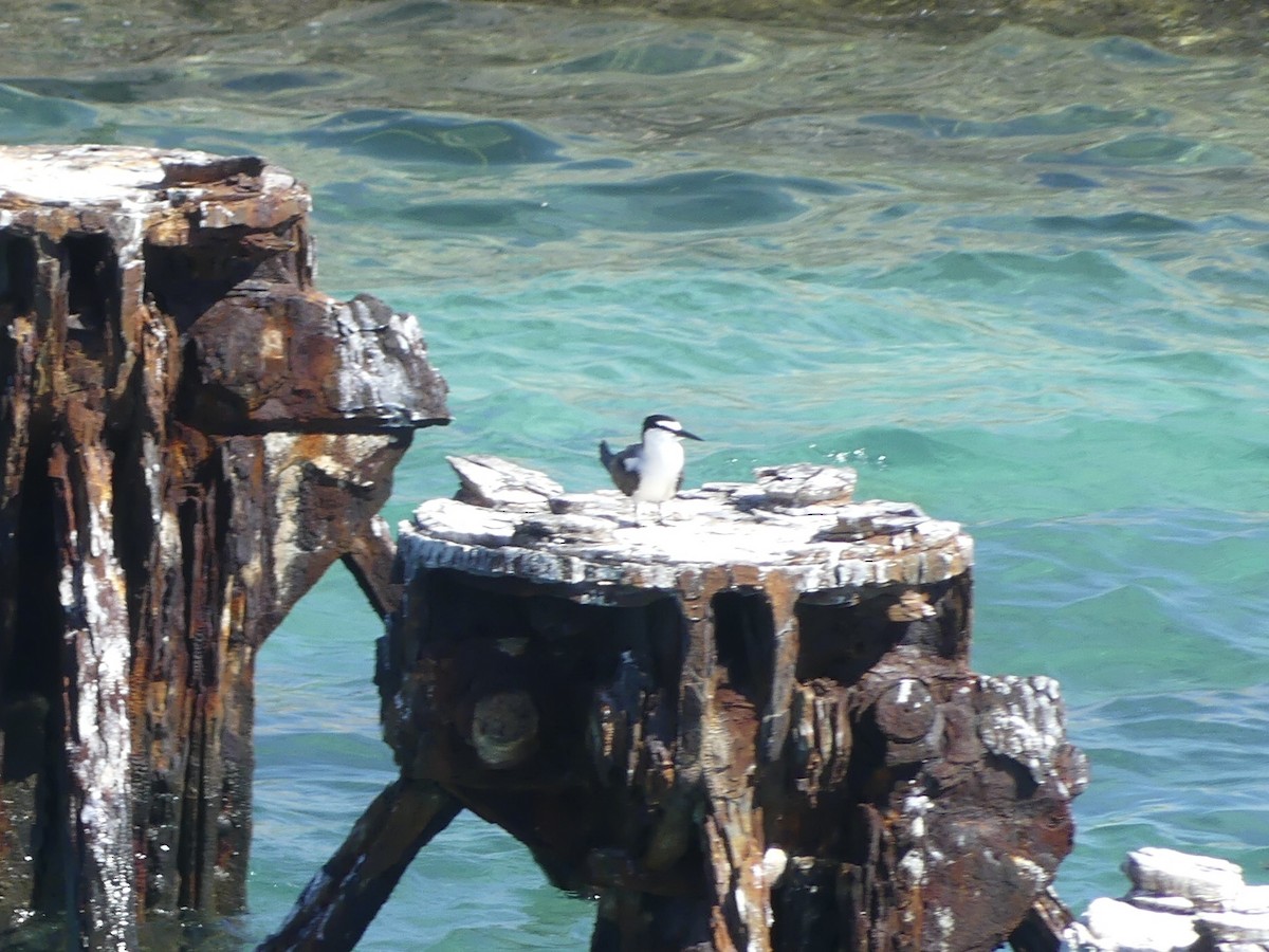 Bridled Tern - Eric Plage