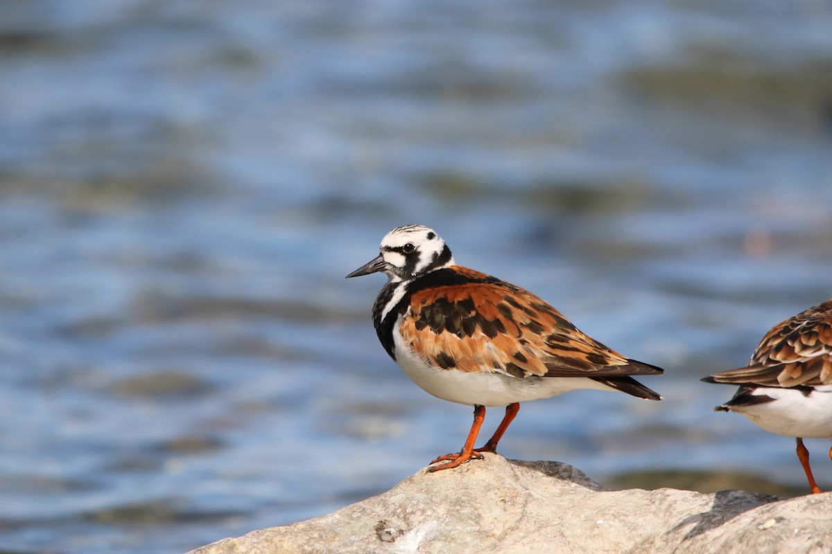 Ruddy Turnstone - Virginie G