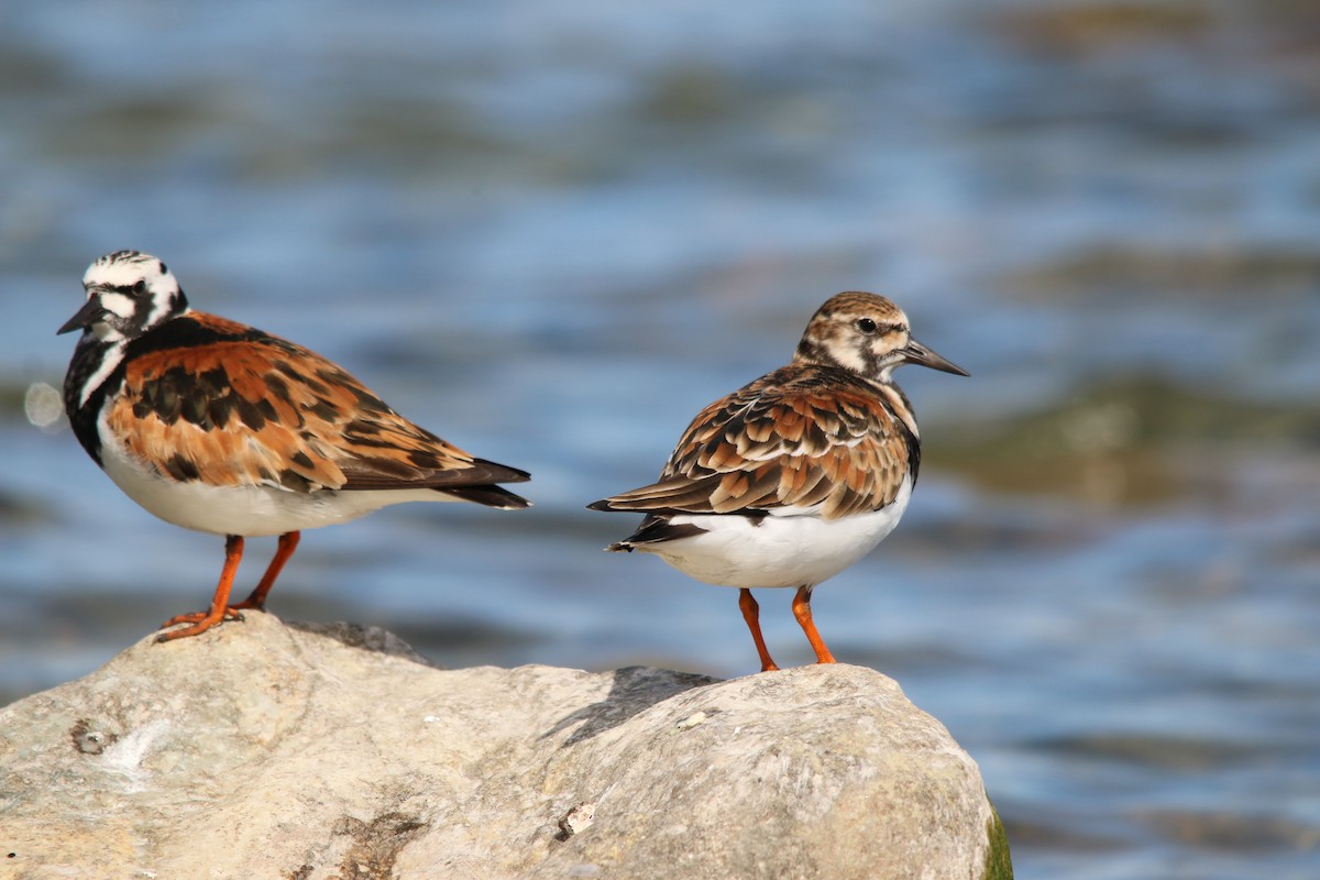 Ruddy Turnstone - Virginie G