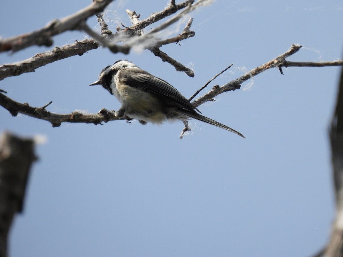 Black-capped Chickadee - Bruce Moorman