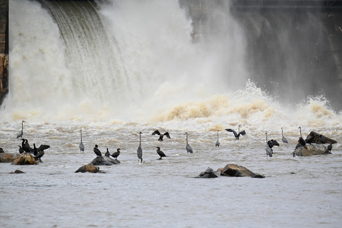 Double-crested Cormorant - Rebecca Morgan