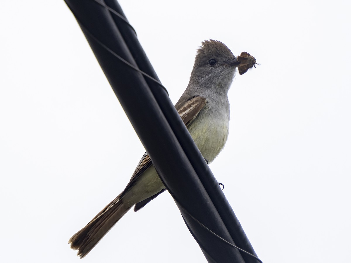 Ash-throated Flycatcher - Steven Hunter