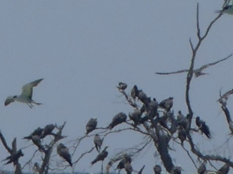 Fou à pieds rouges - ML619651529