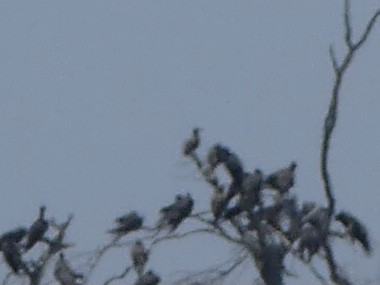 Fou à pieds rouges - ML619651530